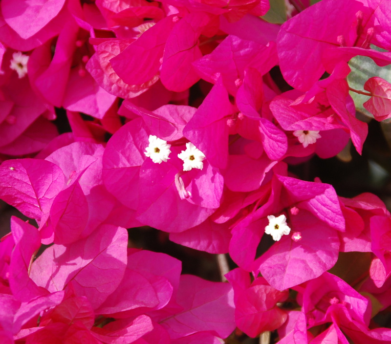 Image of Bougainvillea glabra specimen.