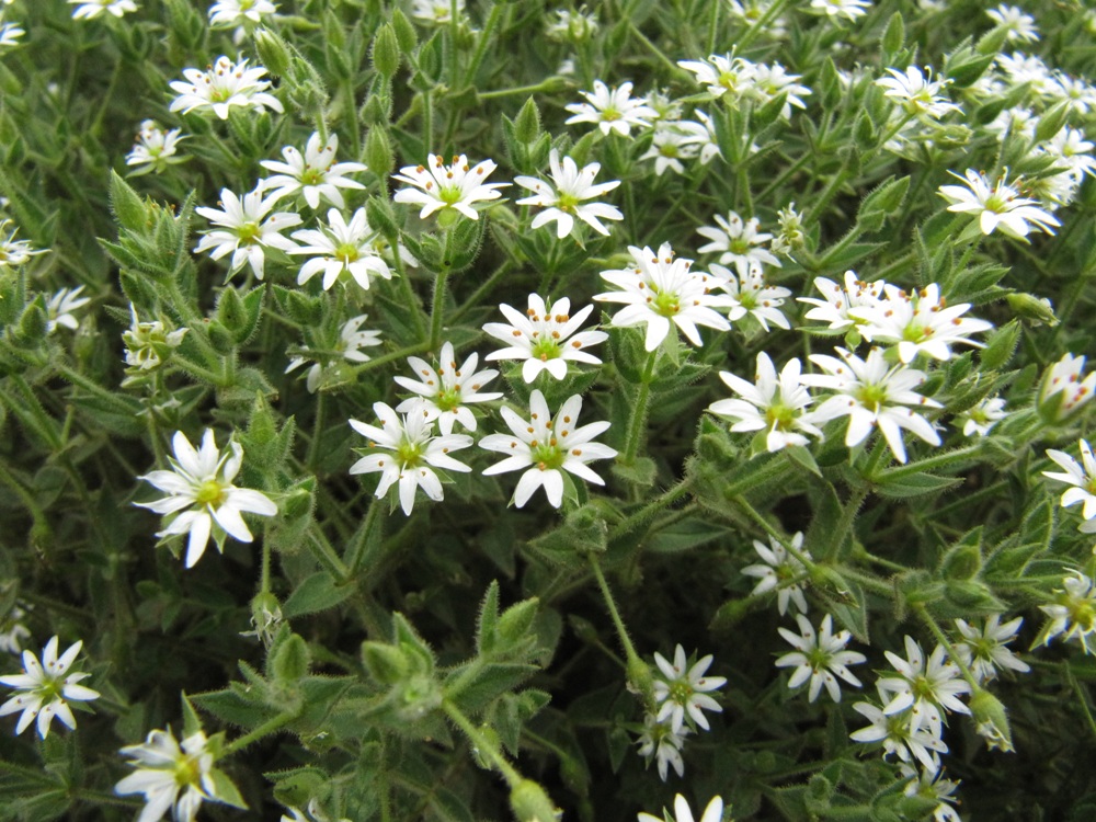 Image of Stellaria dichotoma specimen.