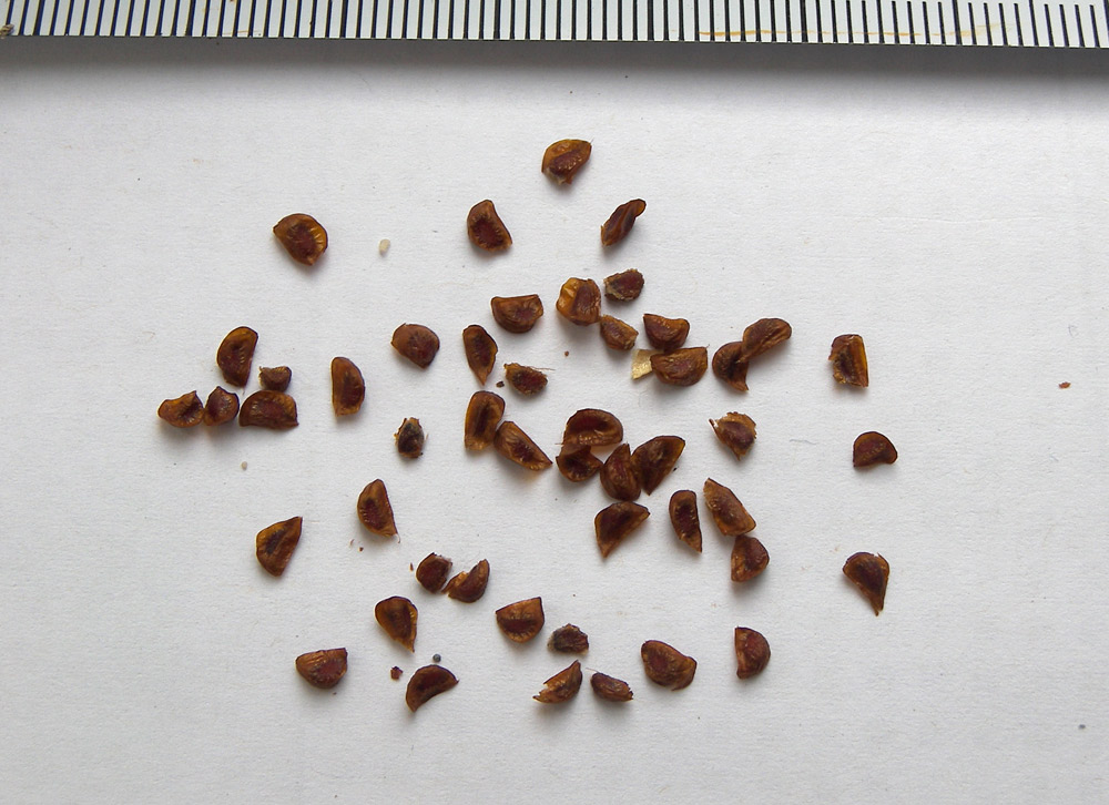 Image of Gladiolus palustris specimen.