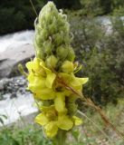 Verbascum thapsus. Верхушка соцветия. Кыргызстан, Иссык-Кульская обл., Григорьевское ущелье. 08.08.2011.