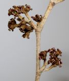 Hamamelis × intermedia. Часть веточки с отцветшими соцветиями. Германия, г. Кемпен, в парке. 06.02.2013.