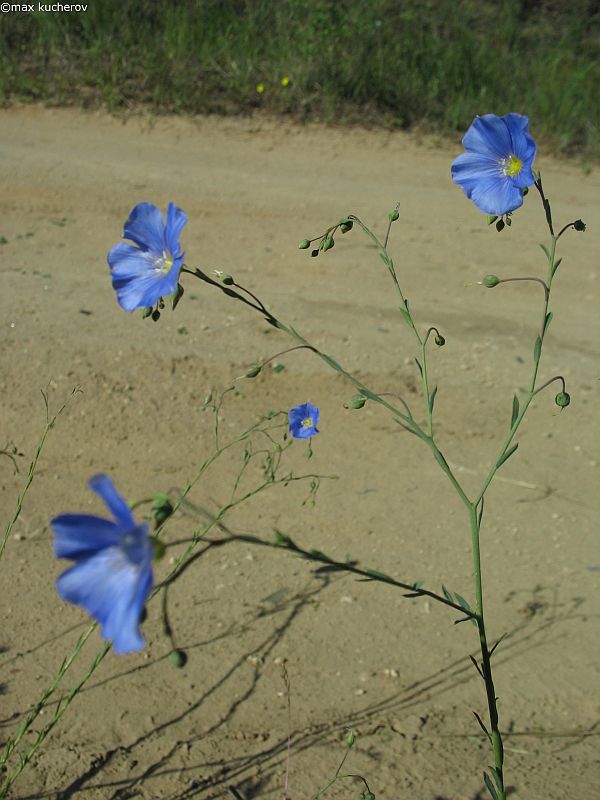 Изображение особи Linum austriacum.