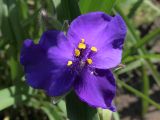 Tradescantia virginiana