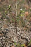 Cerastium crassiusculum. Цветущее растение. ЮВ Крым, Карадаг, Карадагская балка. 19 апреля 2013 г.