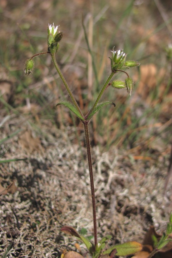 Image of Cerastium crassiusculum specimen.