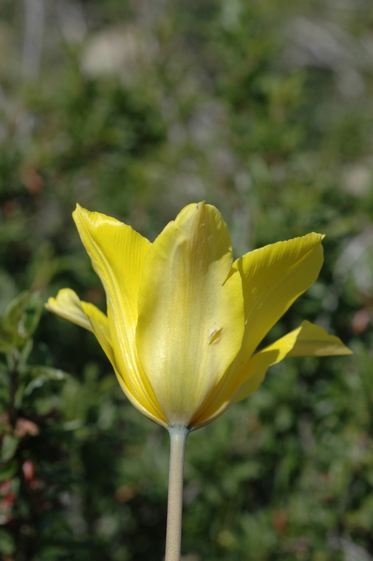 Изображение особи Tulipa brachystemon.