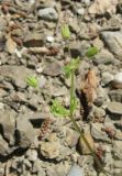 Stellaria pallida