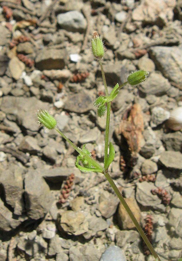 Изображение особи Stellaria pallida.