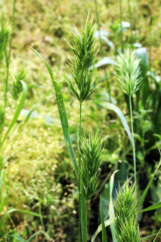 Image of Bromus scoparius specimen.