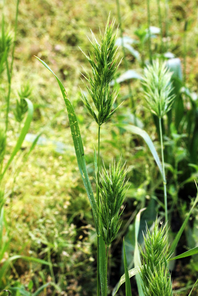 Изображение особи Bromus scoparius.