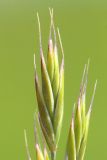 Festuca