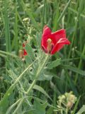 Glaucium corniculatum