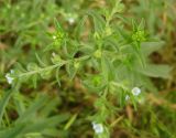 Lappula squarrosa