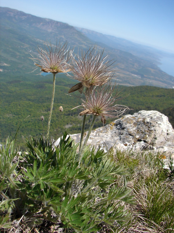 Изображение особи Pulsatilla taurica.