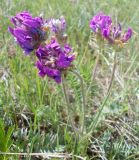 Oxytropis strobilacea