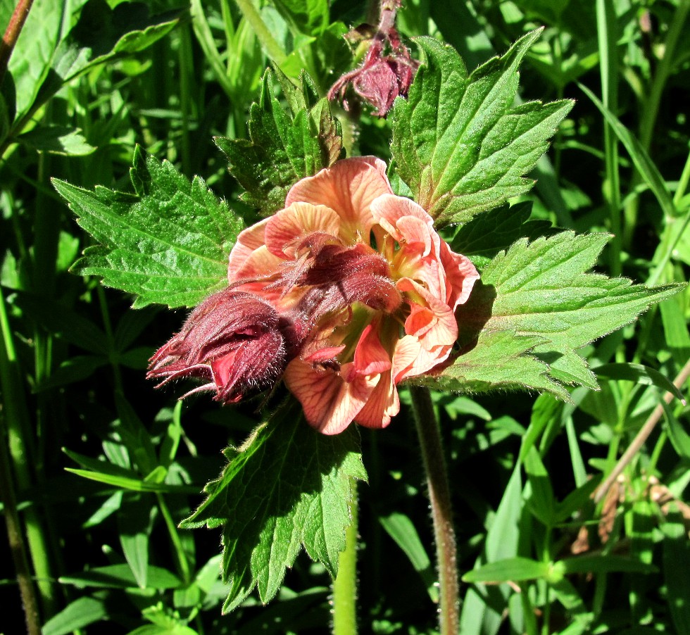 Изображение особи Geum rivale.