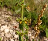 Sideritis montana. Средняя часть соцветия. Крым, Симферополь, Петровские скалы. 14.06.2013.