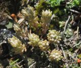 Sedum hispanicum