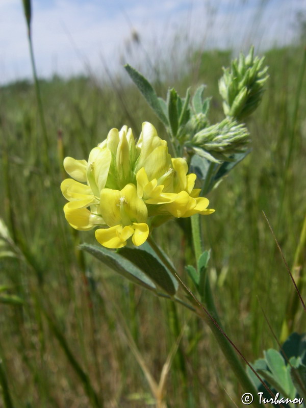 Image of Medicago falcata specimen.