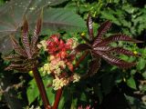 Ricinus communis. Часть побега с соцветием. Краснодарский край, окр. г. Крымск, у жилья. 26.07.2013.