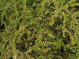 Cotoneaster horizontalis. Плодоносящие растения. Краснодарский край, окр. г. Геленджик, склон прибрежной горы, озеленение зоны канатной дороги. 31.07.2013.