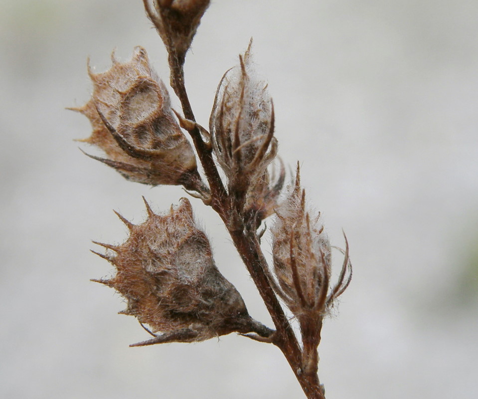 Image of genus Onobrychis specimen.