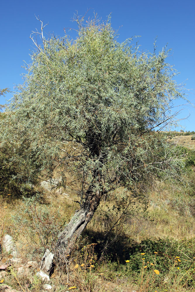 Изображение особи Salix blakii.