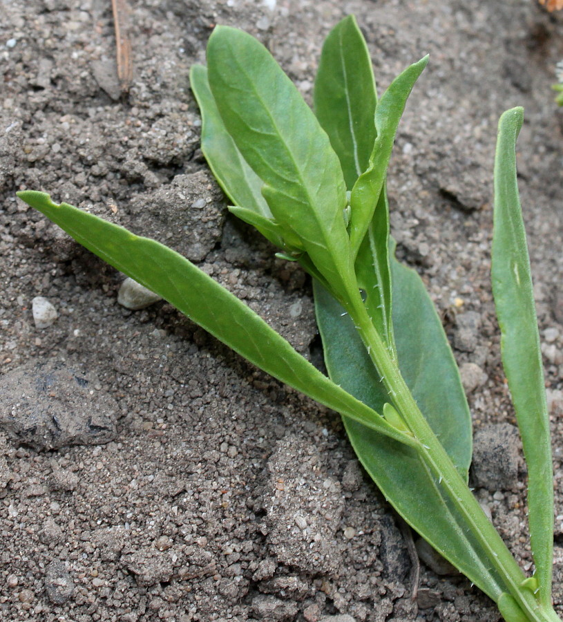 Изображение особи Reseda odorata.