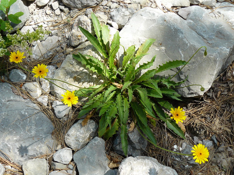 Image of Leontodon caucasicus specimen.