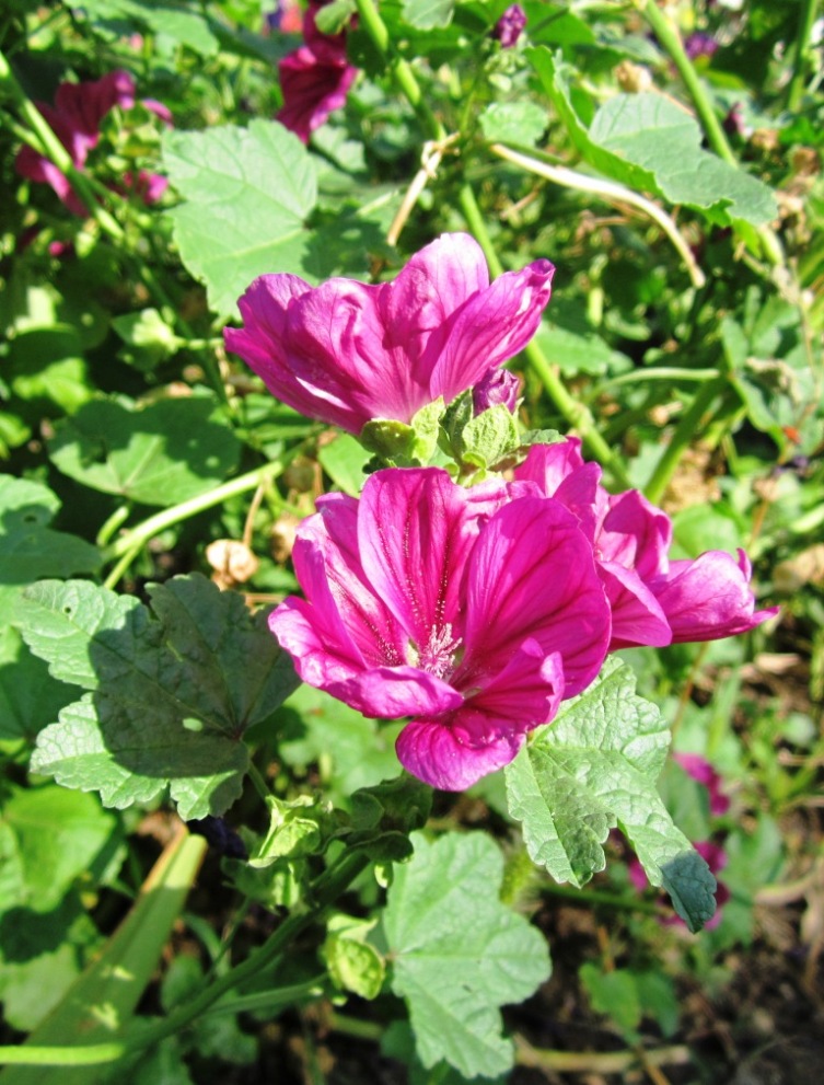 Image of genus Malva specimen.