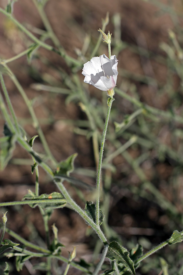 Изображение особи Convolvulus divaricatus.