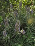 Echium acanthocarpum. Верхушки побегов с соцветиями. Испания, Канарские острова, Тенерифе, парк в городе Икод де лос Винос (Icod de los Vinos), в культуре. 9 марта 2008 г.