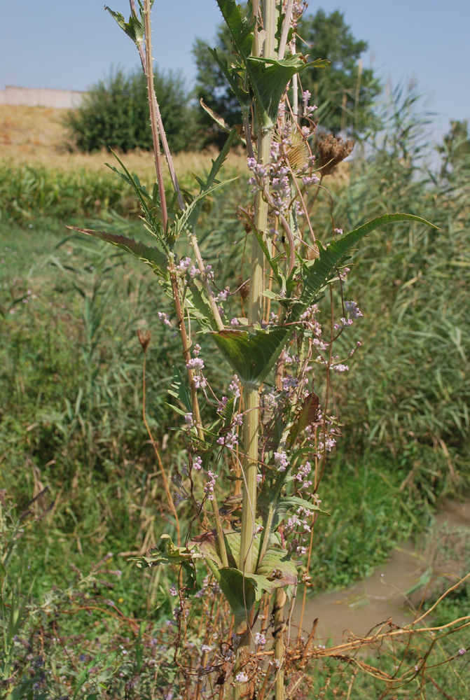 Изображение особи Dipsacus laciniatus.