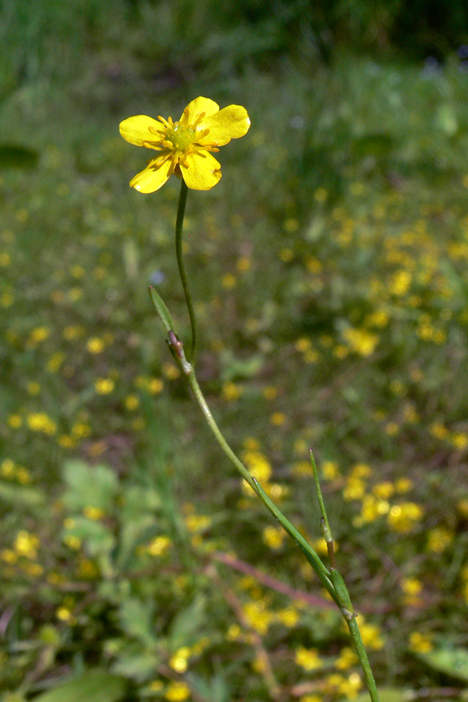 Image of Ranunculus reptans specimen.