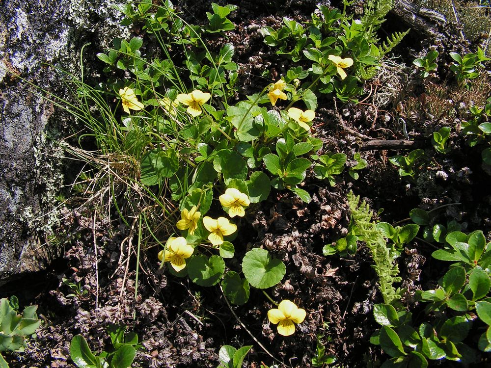 Изображение особи Viola biflora.