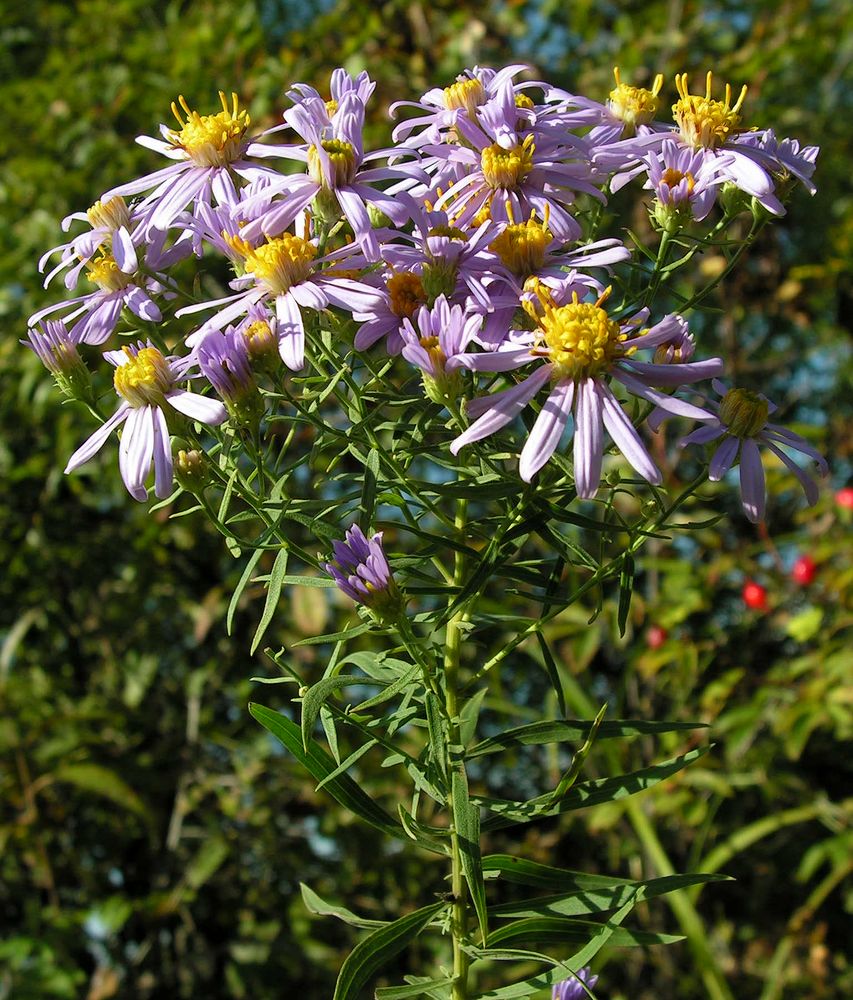 Image of Galatella dahurica specimen.