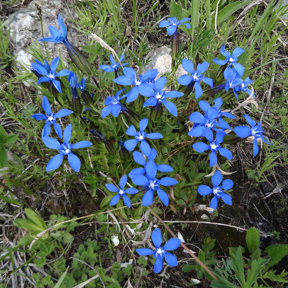 Image of Gentiana uniflora specimen.
