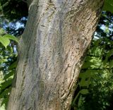Juglans mandshurica
