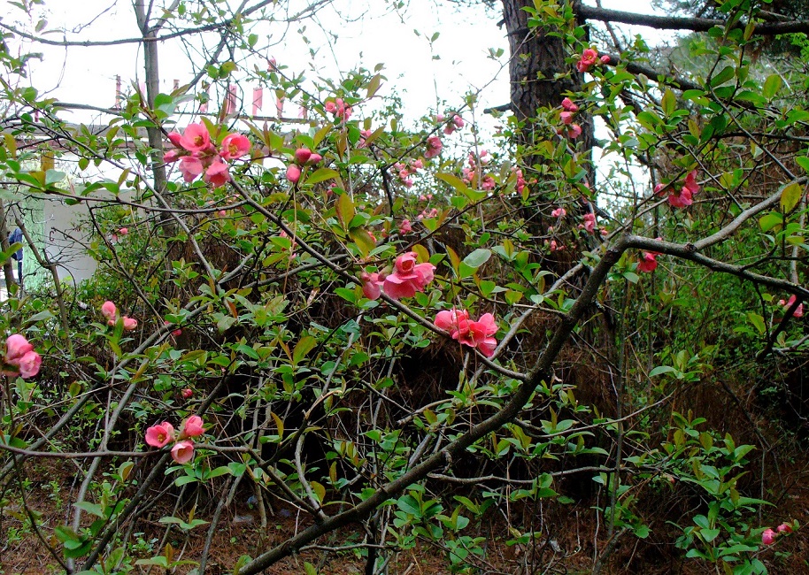 Image of Chaenomeles &times; superba specimen.