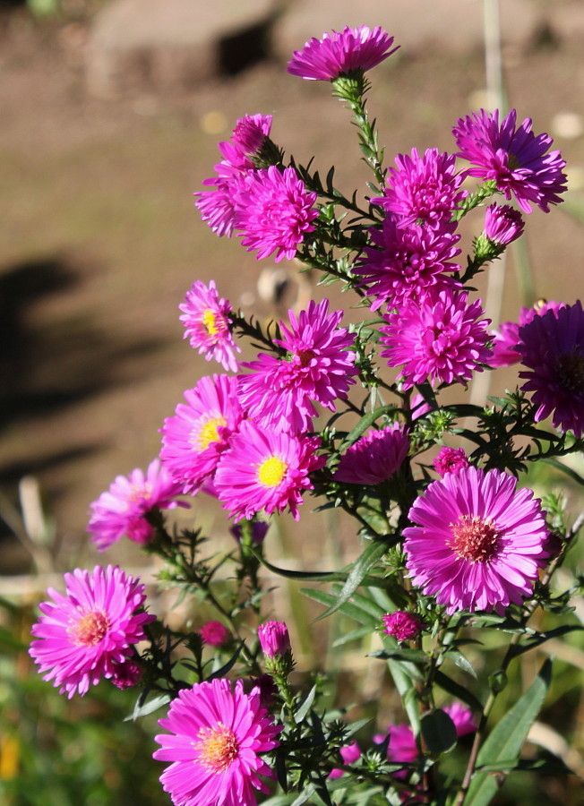 Изображение особи Symphyotrichum &times; versicolor.