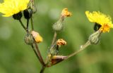 Pilosella aquilonaris. Соцветие. Эстония, национальный парк Matsalu, альварный луг. 21.06.2013.