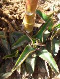 Kalanchoe daigremontiana