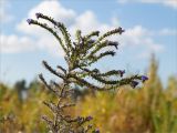 Echium vulgare. Верхушка отцветающего растения. Ленинградская обл., Кингисеппский р-н, берег р. Луга, опушка соснового леса. 15.09.2013.