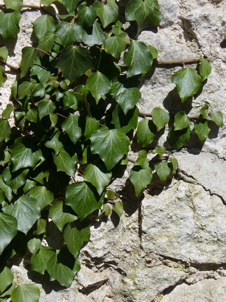 Image of Hedera helix specimen.