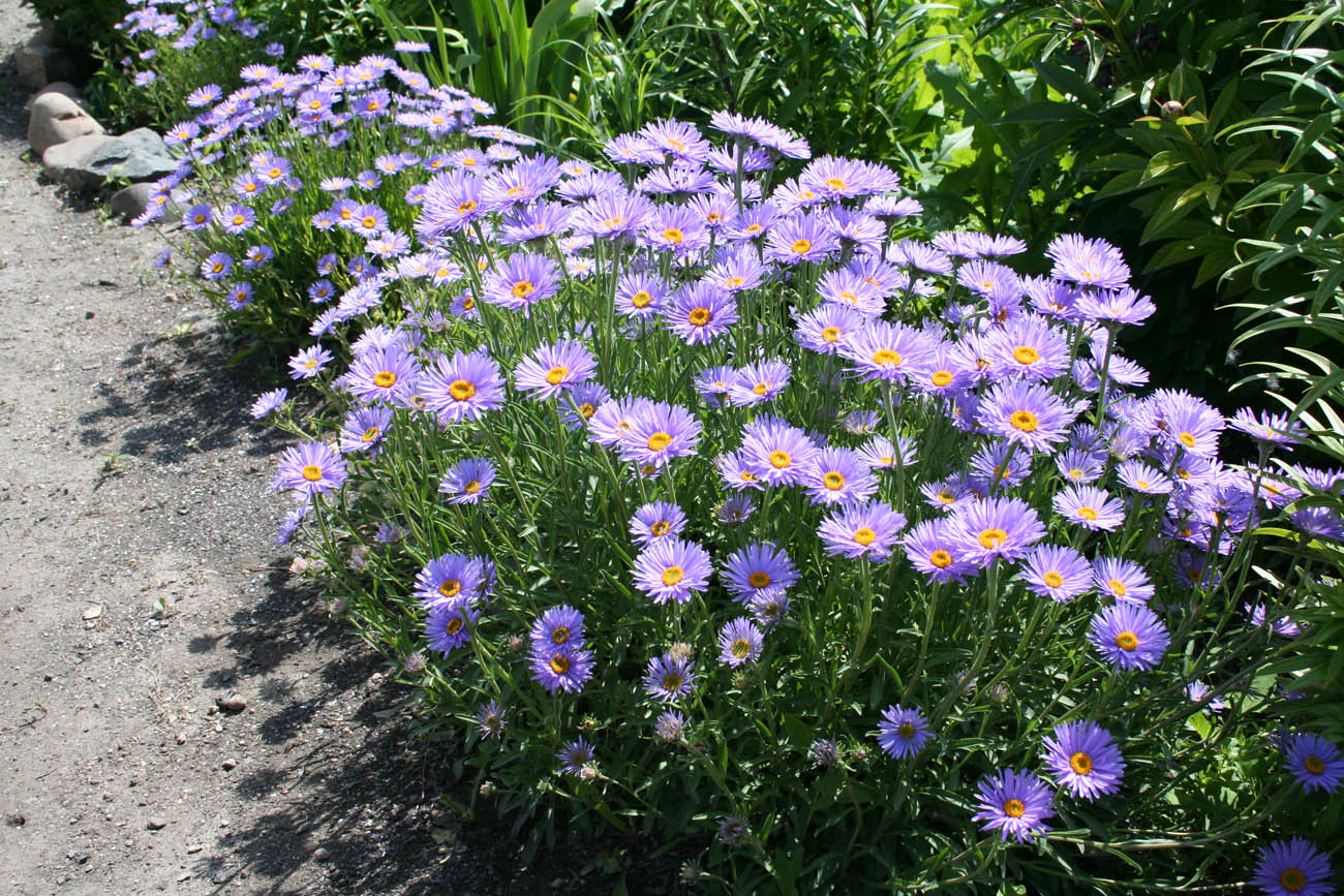 Изображение особи Aster alpinus.