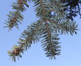 Abies cephalonica. Ветвь с микростробилами (у хвоинок видны их нижние стороны). Германия, г. Дюссельдорф, Ботанический сад университета. 10.03.2014.