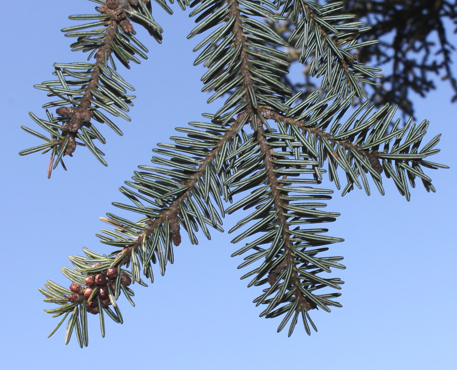 Изображение особи Abies cephalonica.