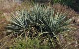 род Yucca
