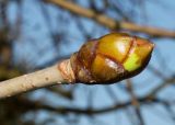 Aesculus &times; carnea