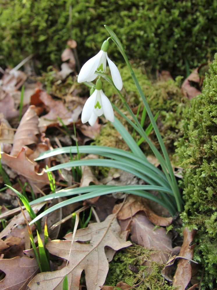 Изображение особи Galanthus nivalis.